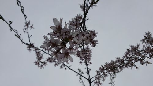 Low angle view of blossom tree against sky