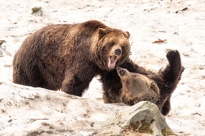 Grizzly bears fighting