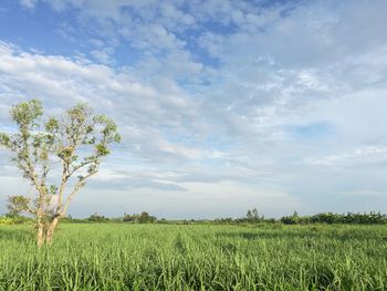 Scenic view of agricultural field against sky