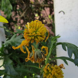 Close-up of yellow flower