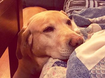 Close-up of dog relaxing on bed at home