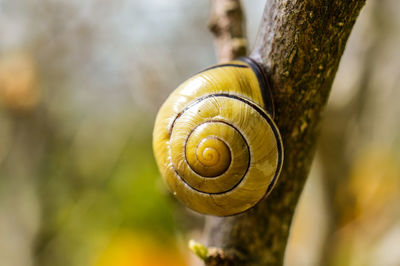 Close-up of snail