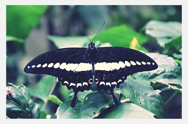 Black butterfly