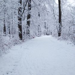 Snow covered road along trees