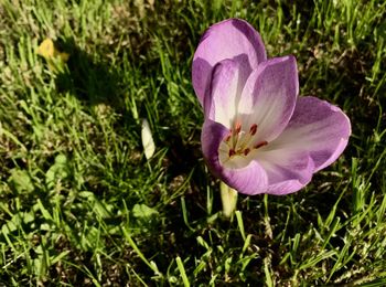 Close-up of pink crocus flowers on field