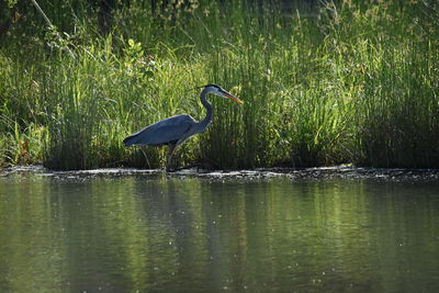 View of a bird in water