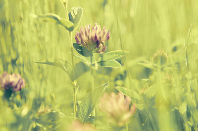 Close-up of flower blooming in field