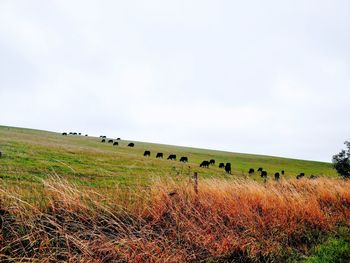 Flock of sheep grazing in field