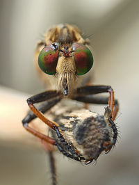 Robberfly eyes