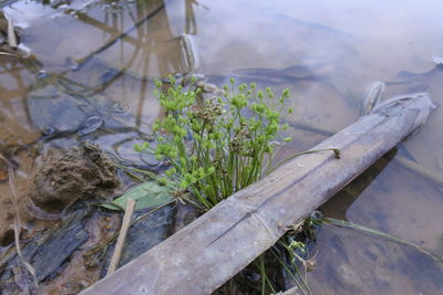 High angle view of plant on field