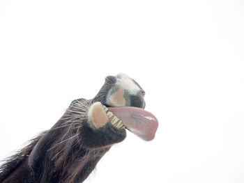 Close-up of a bird over white background