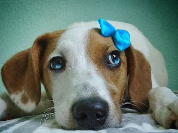 Close-up portrait of dog