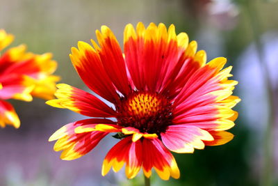 Close-up of flower against blurred background