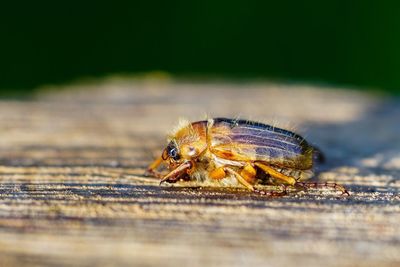 Close-up of insect on field