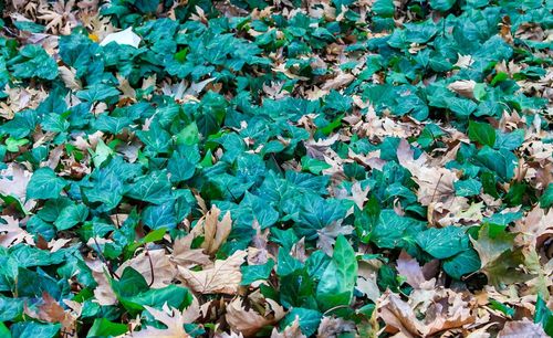 Full frame shot of ivy