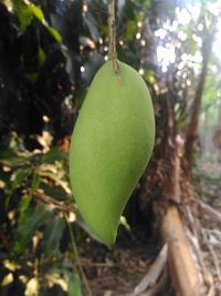 Close-up of lemon growing on tree