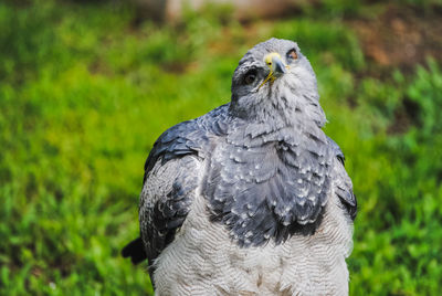 Close-up of a bird looking away