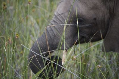 Close-up of horse grazing in field