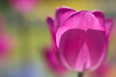 Close-up of pink rose flower