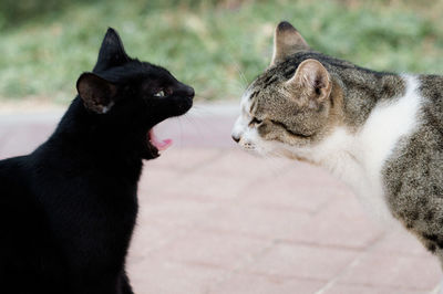 Close-up of cat sitting outdoors