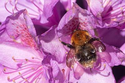 Close-up of bee pollinating on pink flower