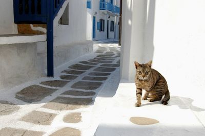 Cat living in mykonos town