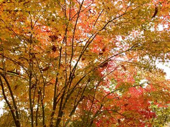 Low angle view of tree