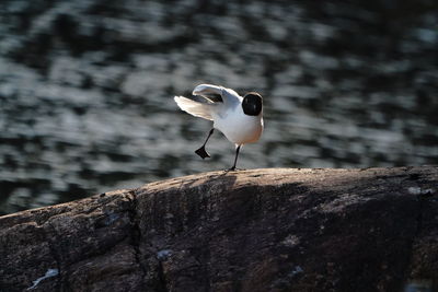 High angle view of black-headed gull perching on rock
