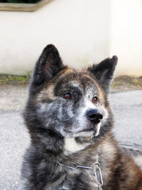 Close-up portrait of a dog