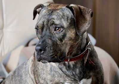 Close-up of dog looking away