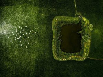 High angle view of water pond with egret flying