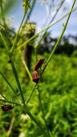 Close-up of butterfly pollinating on flower