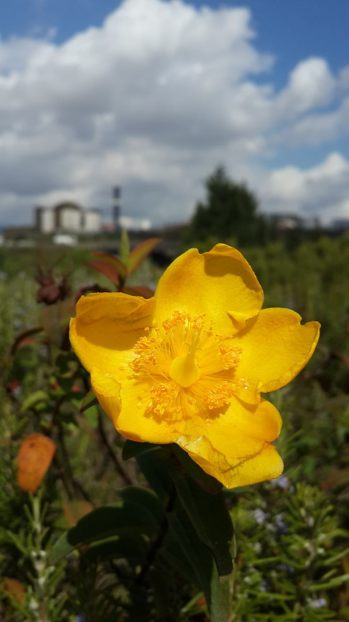 flower, yellow, petal, beauty in nature, growth, nature, fragility, plant, freshness, outdoors, flower head, botany, focus on foreground, day, blooming, blossom, no people, close-up, springtime, sky, cloud - sky
