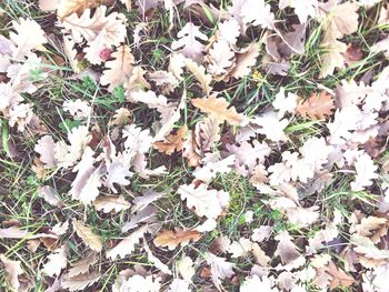 High angle view of autumn leaves on field