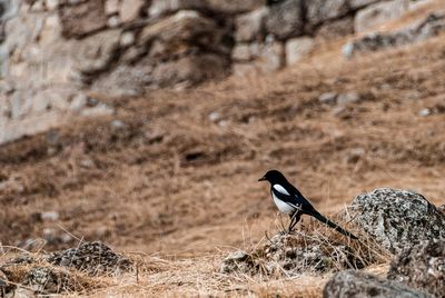 Bird perching on a rock