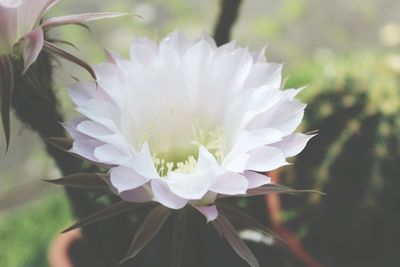 Close-up of white flower blooming outdoors