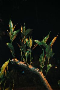 Close-up of leaves on tree at night