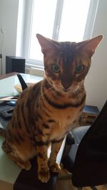 Close-up portrait of cat at home