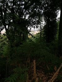 Trees in forest