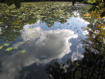 High angle view of leaves floating on lake