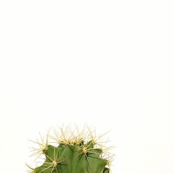 Low angle view of plant against clear sky