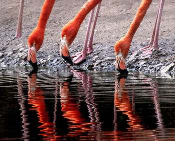 View of drinking water in lake