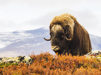 Close-up of cow standing on field against sky