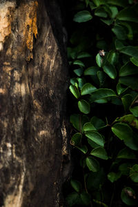 Close-up of tree trunk in forest
