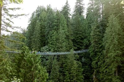 Mid distance of tourists on footbridge amidst pine trees