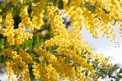 Close-up of yellow flowering plants