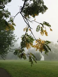 Tree on field against sky