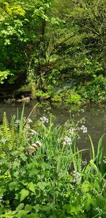 Plants growing in lake