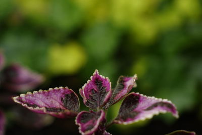 Close-up of plant against blurred background