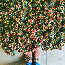 Low section of person standing by flowers